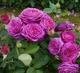 Саженцы розы флорибунда Хайди Клюм (Rose Heidi Klum), сеянец - изображение 3