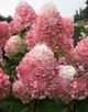 Саженцы Гортензии метельчатой Пинк энд Роуз (Hydrangea paniculata Pink and Rose) Р9 - изображение 2