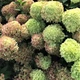 Саженцы Гортензии метельчатой Литл Лайм (Hydrangea paniculata Little Lime) Р9 - изображение 1