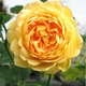 Саженцы английской розы Голден Селебрейшен (Rose Golden Celebration), сеянец - изображение 1