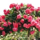 Саджанці плетистої троянди Розаріум Ютерзен (Rose Rosarium Uetersen) - зображення 2