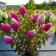 Саженцы Гортензии метельчатой Фрайз Мельба (Hydrangea paniculata Fraise Melba) Р9 - изображение 3