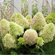 Саженцы Гортензии метельчатой Литл Спуки (Hydrangea paniculata Little Spooky) Р9 - изображение 1