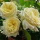 Саженцы плетистой розы Эльф (Rose Elfе), сеянец - изображение 1