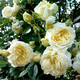Саженцы плетистой розы Эльф (Rose Elfе), сеянец - изображение 3