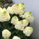 Саженцы Гортензии метельчатой Мэджикал Монт Бланк (Hydrangea paniculata Magical Mont Blanc) Р9 - изображение 2