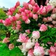 Саженцы Гортензии метельчатой Ваниль Фрайз (Hydrangea paniculata Vanille Fraise) Р9 - изображение 1