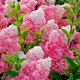 Саженцы Гортензии метельчатой Ваниль Фрайз (Hydrangea paniculata Vanille Fraise) Р9 - изображение 2