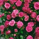 Саженцы плетистой розы Лавиния (Rose Lawinia), сеянец - изображение 1