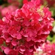 Саженцы Гортензии метельчатой Мега Минди (Hydrangea paniculata Mega Mindy) Р9 - изображение 2