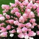 Саженцы Гортензии метельчатой Пинки Винки (Hydrangea paniculata Pinky Winky) Р9 - изображение 2