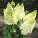 Саджанці Гортензії волотистої Меджикал Кіліманджаро (Hydrangea paniculata Magical Kilimanjaro) Р9 - зображення 2