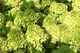 Саженцы Гортензии метельчатой Мохито (Hydrangea paniculata Mojito) Р9 - изображение 2