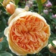 Саженцы английской розы Корона Принцессы Маргарет (Rose Crown Princess Margareta), сеянец - изображение 1