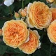 Саженцы английской розы Корона Принцессы Маргарет (Rose Crown Princess Margareta), сеянец - изображение 3