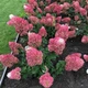 Саженцы Гортензии метельчатой Строуберри Блоссом ( Hydrangea paniculata Strawberry Blossom) Р9 - изображение 2