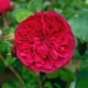 Саженцы розы флорибунда Ред Леонардо да Винчи (Rose Red Leonardo da Vinci), сеянец - изображение 1