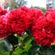 Саженцы розы флорибунда Ред Леонардо да Винчи (Rose Red Leonardo da Vinci), сеянец - изображение 2