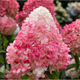 Саженцы Гортензии метельчатой Пинки Промис (Hydrangea paniculata Pinky Promise) Р9 - изображение 1