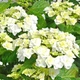 Саджанці Гортензії крупнолистної Доппіо Б'янко (Hydrangea macrophylla Doppio Bianco) Р9 - зображення 2