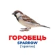 Набор развивающих карточек Гений с пеленок "Птицы Украины" Ранок 10107193У, 17 карточек 4557588 - изображение 2