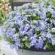 Кореневища Яскрава Флокс Fabulous Blue Dark Center (контейнер 0.5 л) (43248) - зображення 2