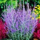 Саджанці Перовскії лебедолистної Блю Спайр (Perovskia atriplicifolia Blue Spire) Р9 - зображення 2