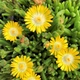 Саженцы Делоспермы Йеллоу Айс Плант (Delosperma Yellow Ice Plant) Р9 - изображение 1