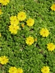 Саженцы Делоспермы Йеллоу Айс Плант (Delosperma Yellow Ice Plant) Р9 - изображение 2