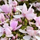 Саженцы Магнолии Пинки (Magnolia Pinkie) Р9 - изображение 1