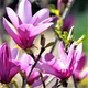 Саженцы Магнолии Рэнди (Magnolia Randy) Р9 - изображение 1