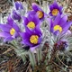 Саженцы Сон-травы (Pulsatilla patens) Р9 - изображение 1