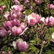 Саженцы Магнолии гибридной Рустика Рубра (Magnolia hibrida Rustica Rubra) Р9, сеянец - изображение 2