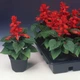 Сальвия Аллегро GL Seeds 0,1 г - изображение 2