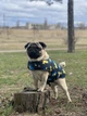 Курточка-накидка для собак WAUDOG Clothes, рисунок "Дом", размер S (503-0230) - изображение 7