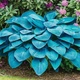 Кореневища Яскрава Хоста Blue Angel (42370) - зображення 1