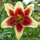 Луковицы Яскрава Лилия ОТ гибрид Red Dutch (15322) (1шт) - изображение 3