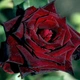 Саженцы Яскрава Роза Блек Баккара (Black Baccara) штамб (38749) - изображение 1