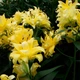Цибулини Яскрава Лілія орієнтальна махрова Exotic Sun (39904) (1шт) - зображення 2
