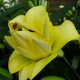 Цибулини Яскрава Лілія орієнтальна махрова Exotic Sun (39904) (1шт) - зображення 4