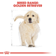 Сухий корм для собак із надмірною вагою Royal Canin Golden Retriever Puppy 1 кг (3182550751247) - зображення 3