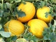 Насіння Диня Jaune Canari, 1 г (НК Еліт) - зображення 4