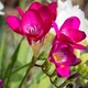 Луковицы Яскрава Фрезия простая Rose (29783) (5шт) - изображение 3