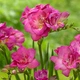Луковицы Яскрава Фрезия полная Rose (29778) (5шт) - изображение 1