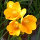 Луковицы Яскрава Фрезия простая Yellow (29785) (5шт) - изображение 2
