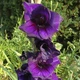 Цибулини Яскрава Гладіолус Великоквітковий Purple Flora (premium) (36977) (2шт) - зображення 3