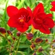 Луковицы Яскрава Фрезия махровая (полная) Red (29777) (5шт) - изображение 3