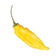 Набір для вирощування гострого перцю Pepper-X Lemon Drop, Aji Lemon (Лимонна Крапля, Аджи Лимон) - изображение 3