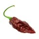 Набір для вирощування гострого перцю Pepper-X Bhut Jolokia Chocolate (Бхут Джолокія Шоколад) - изображение 2