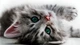 Коты флизелиновые фотообои 3D 416x254 см Сладкий котенок (1183VEXXXL)+клей - изображение 2